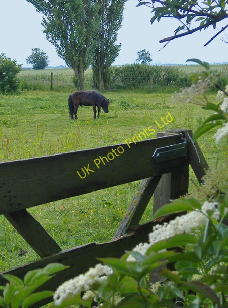 Photo 6"x4" Pony in Ox Pasture Luddington\/SE8216 c2007