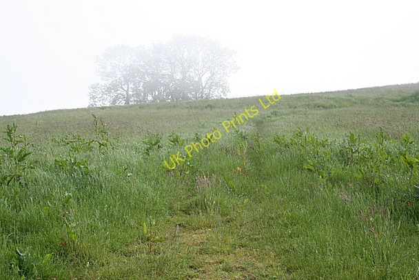 Photo 6"x4" Ghostly Trees Ramsburn c2007