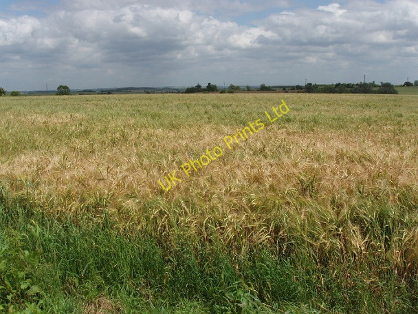 Photo 6"x4" Ripening barley, Hill Green Farm Bourne End\/SP9644 c2007