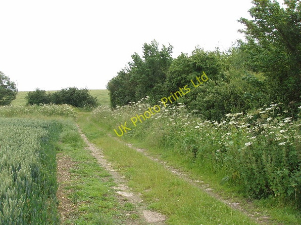 Photo 6"x4" Wheat field, bridleway and cow parsley Bourne End\/SP9644 c2007