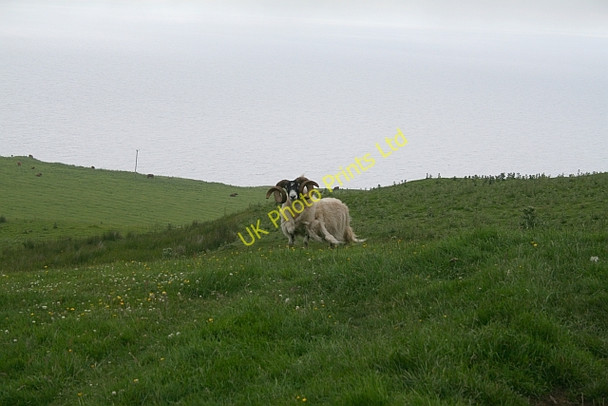 Photo 6"x4" Ram at Ballygroggan. Machrihanish c2007