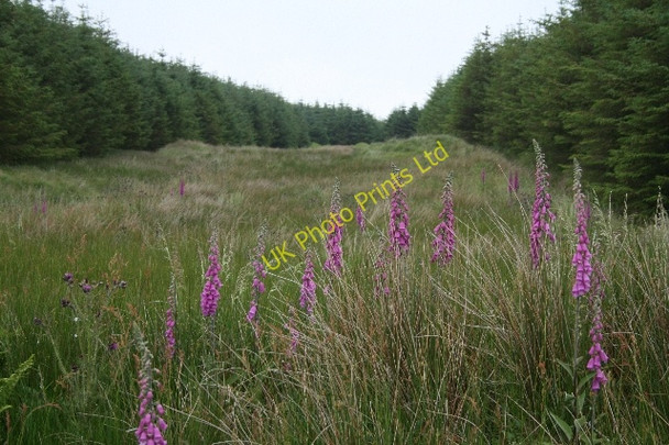 Photo 6"x4" Firebreak in Killypole Forest. Machrihanish c2007