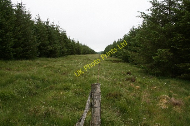 Photo 6"x4" Firebreak in Killypole Forest. Machrihanish c2007