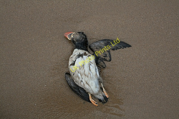 Photo 6"x4" Dead Puffin. Kilchenzie c2007