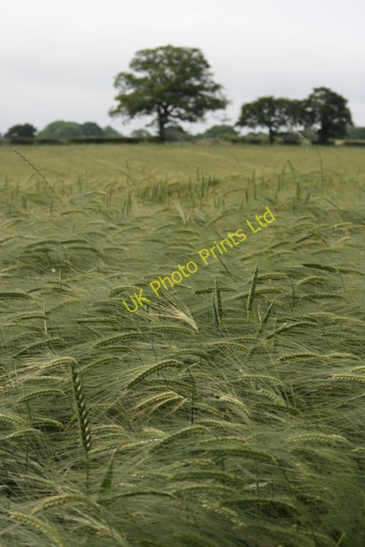 Photo 6"x4" Field of Barley Off Whorlton Lane Heathwaite\/NZ4801 c2007