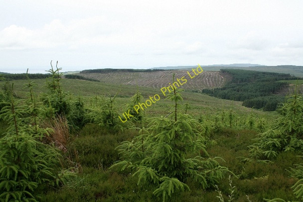Photo 6"x4" Kintyre Forestry. Glen Kerran c2007
