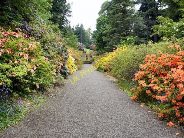 Photo 6"x4" Azalea Terrace Dawyck Bellspool c2007