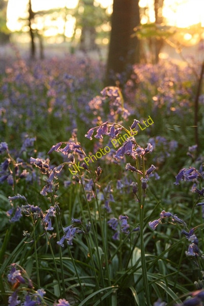 Photo 6"x4" Bluebells, Sisland Carr Sisland c2007