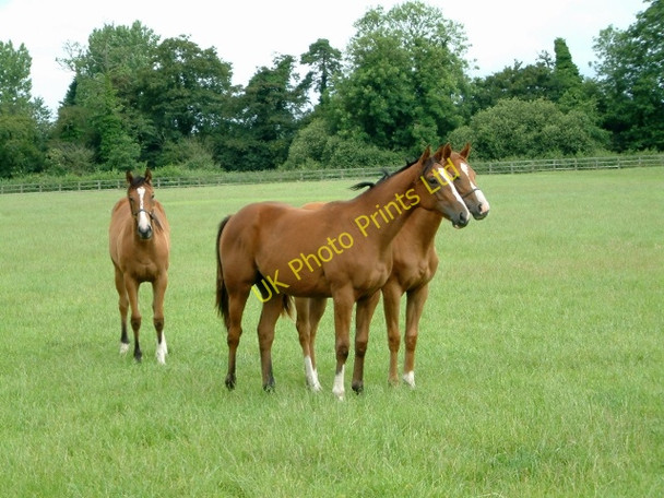 Photo 6"x4" St Mary's Abbey Grounds, West Dereham Wereham Row c2007