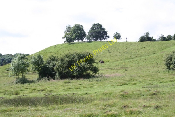 Photo 6"x4" Commemorative Trees on Hill Top, Coombe Green Birts Street c2007