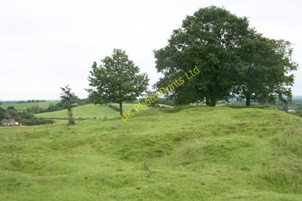 Photo 6"x4" Commemorative Trees on Hill Top, Coombe Green Birts Street c2007