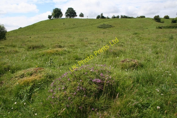Photo 6"x4" Anthills on Coombe Green Common Birts Street c2007