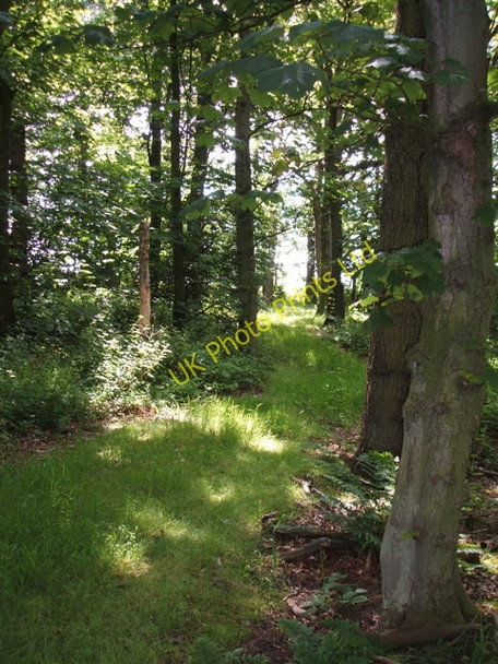 Photo 6"x4" Inside Knowle Wood looking South Little Singleton c2007