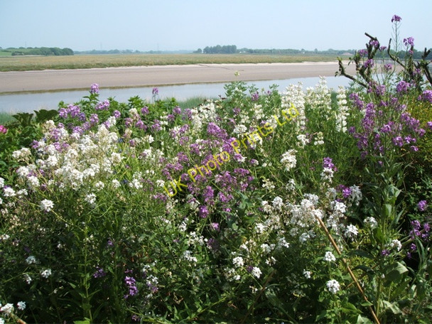 Photo 6"x4" Phlox on the bank of the Wyre Little Singleton c2007