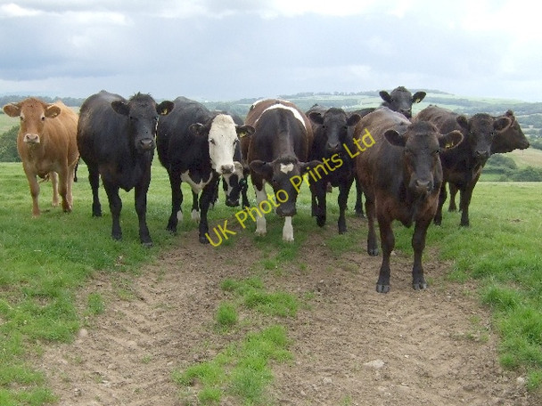 Photo 6"x4" Narcissistic Cows of Crofta Farm, Ystradowen Ystradowen\/ST0177 c2007