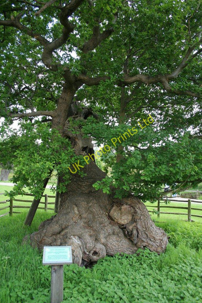Photo 6"x4" Queen Adelaide's Oak, Bradgate Newtown Linford\/SK5110 c2007