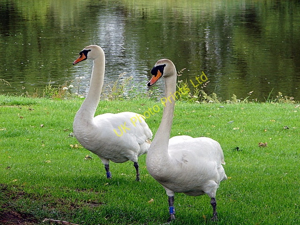 Photo 6"x4" Swans beside the Wye at Builth Wells Builth Wells\/Llanfair-Ym-Muallt c2007