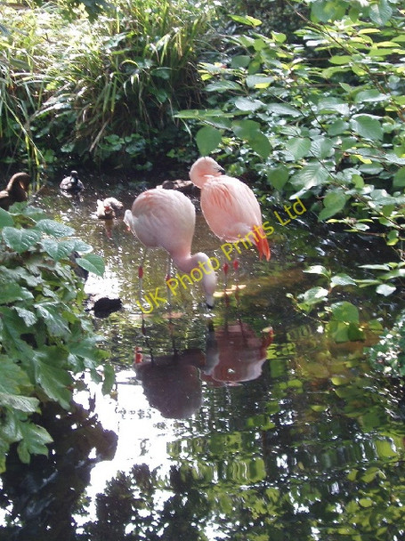 Photo 6"x4" Flamingos in the Roof Gardens, Kensington Kensington\/TQ2579 c2007