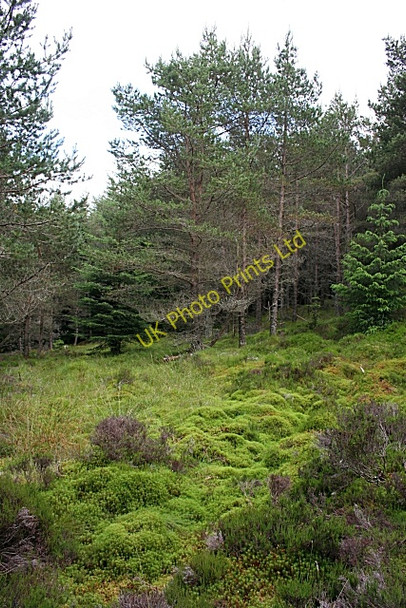 Photo 6"x4" Rosarie Forest Towiemore c2007 P1