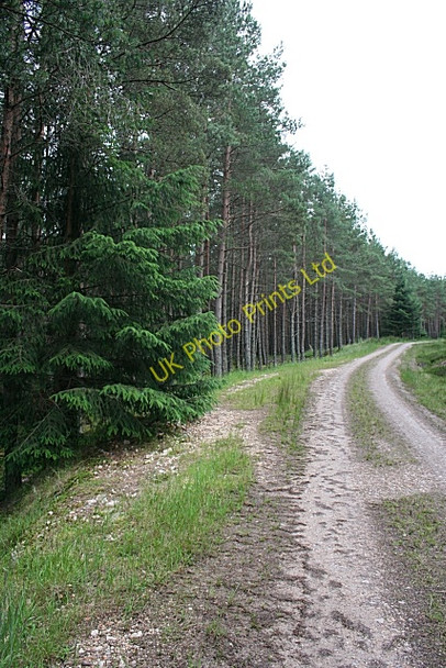 Photo 6"x4" Rosarie Forest Towiemore c2007