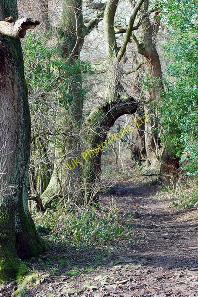 Photo 6"x4" Thorps Lane Kitchenroyd c2007 P1