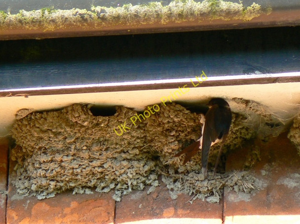 Photo 6"x4" House martin and its nest, Wootton Rivers Cuckoo's Knob c2007