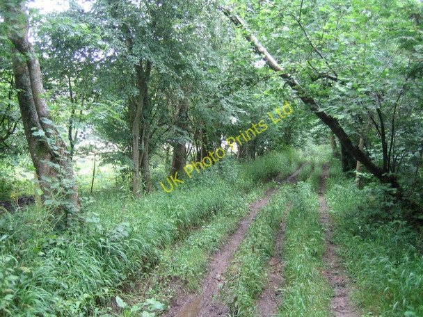 Photo 6"x4" Restricted byway, Stockton Wood, near Stockton Stockton\/ST9838 c2007