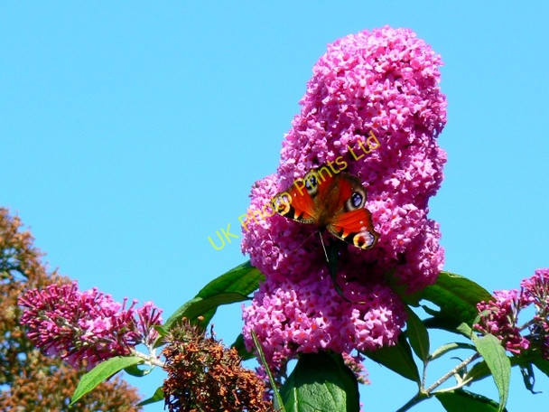 Photo 6"x4" Peacock butterfly on the buddleia, Swindon Coate\/SU1882 c2007