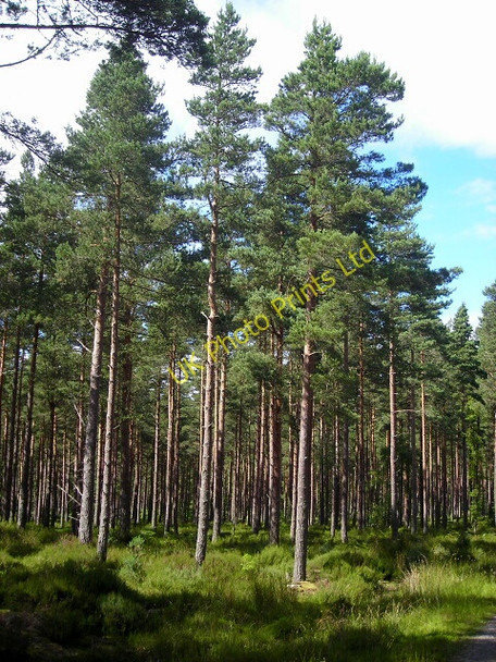 Photo 6"x4" Whiteash Hill Wood Auchenhalrig c2007