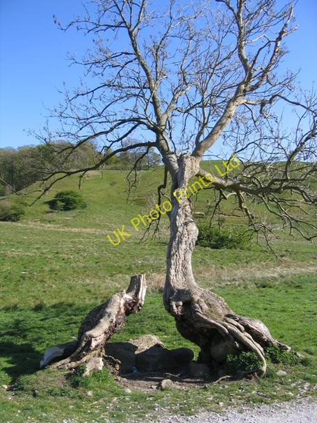 Photo 6"x4" Twisted Tree by Gordale Beck Malham\/SD9062 c2007