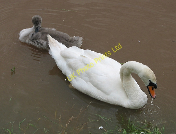 Photo 6"x4" Swan with cygnet on flooded fields near the Wye Ross-on-Wye c2007