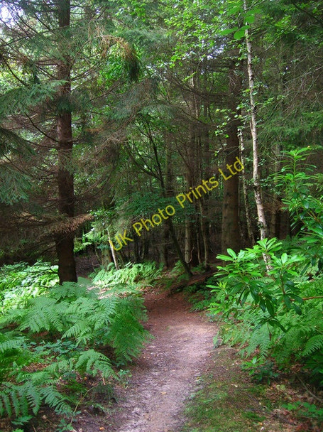 Photo 6"x4" Long Wood Burwash Weald c2007