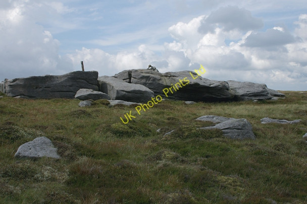 Photo 6"x4" Grey Mare and Foal Tarnbrook c2007