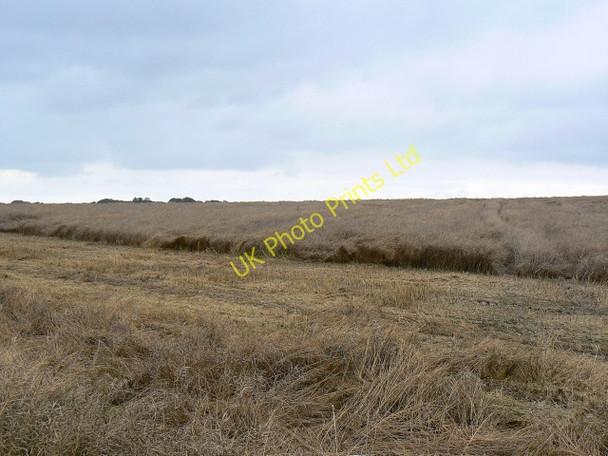 Photo 6"x4" A field of oilseed rape near Winterbourne Bassett, Wiltshire Winterbourne Bassett c2007