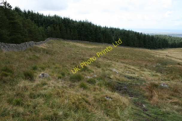 Photo 6"x4" The Northern Edge of Miterdale Forest. Eskdale Green c2007