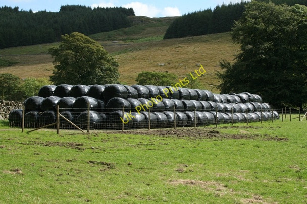 Photo 6"x4" Winter Feed at Low Place. Eskdale Green c2007