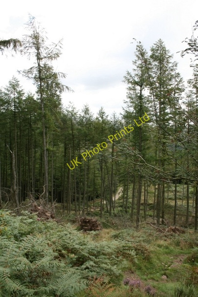 Photo 6"x4" Miterdale Forest. Eskdale Green c2007