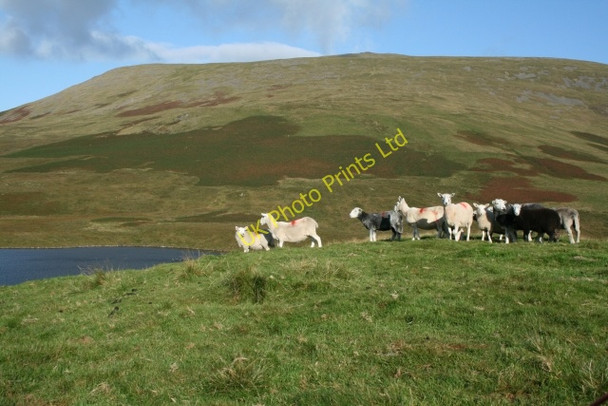 Photo 6"x4" Early Morning Sheep. Boot c2007