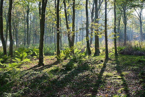 Photo 6"x4" Misty morning in Brighstone Forest Moortown\/SZ4283 c2007