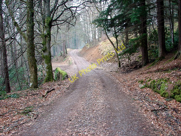Photo 6"x4" Track through the woods Bailanloan c2007