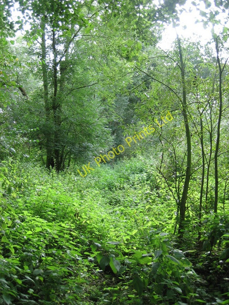 Photo 6"x4" Path inside Aldercar Wood close to New Hall Horsleycross Street c2007