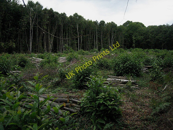 Photo 6"x4" Coppicing in action at ground level Little Bentley c2007