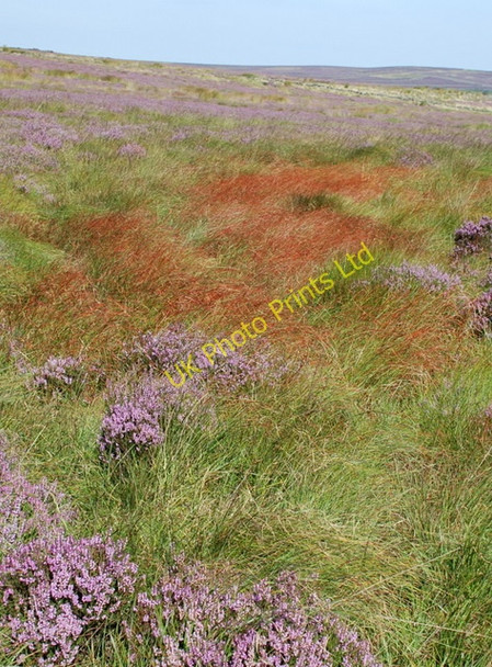 Photo 6"x4" Grasses and heather Nether Padley c2007