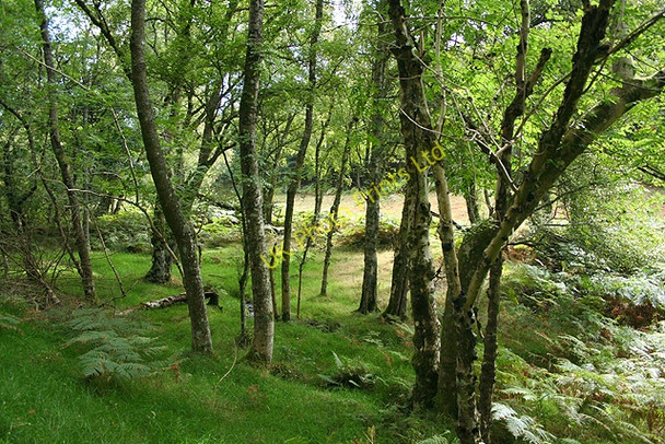 Photo 6"x4" Selworthy: Selworthy Combe Holnicote c2007