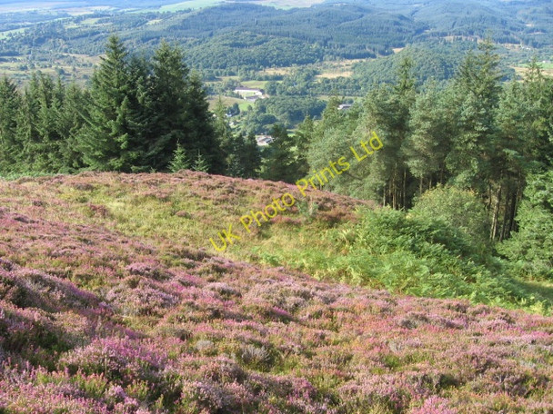 Photo 6"x4" End of Menteith Hill ridge Aberfoyle c2007