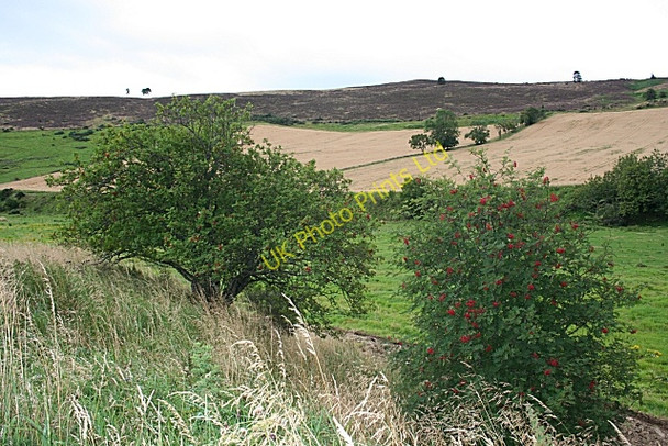 Photo 6"x4" Cranniecat Hill Tullynessle c2007 P1