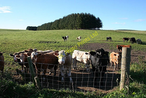Photo 6"x4" Cattle at Cairnhill Muir of Fowlis c2007