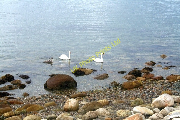 Photo 6"x4" Swans and Cygnet at Pirnmill. Pirnmill c2007