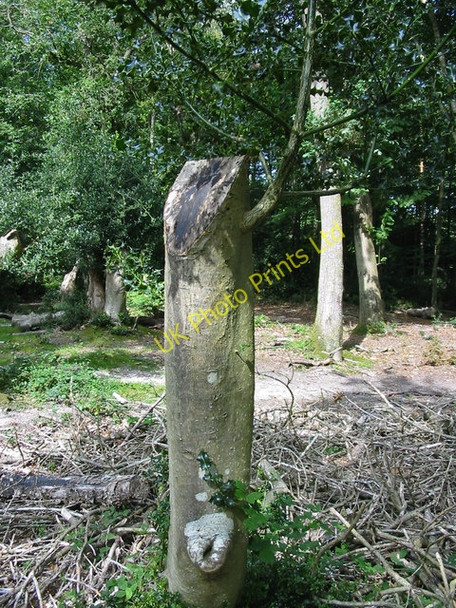 Photo 6"x4" Holly pollard,near Holmsley inclosure, New Forest. Thorney Hill\/SZ2099 c2007