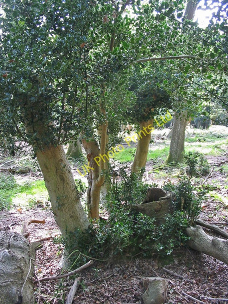 Photo 6"x4" Holly stool, near Holmsley inclosure. New Forest. Thorney Hill\/SZ2099 c2007